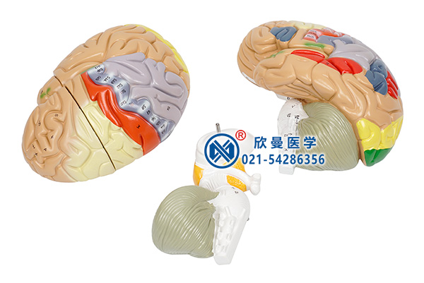 脑解剖模型(分解为3部件)