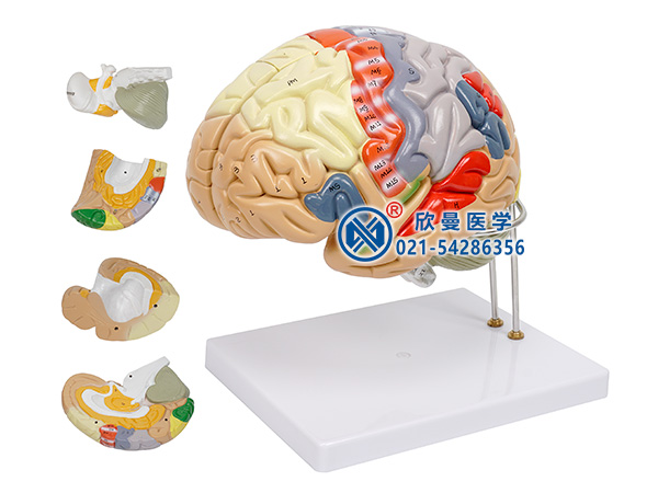 XM-602B脑解剖模型,脑模型
