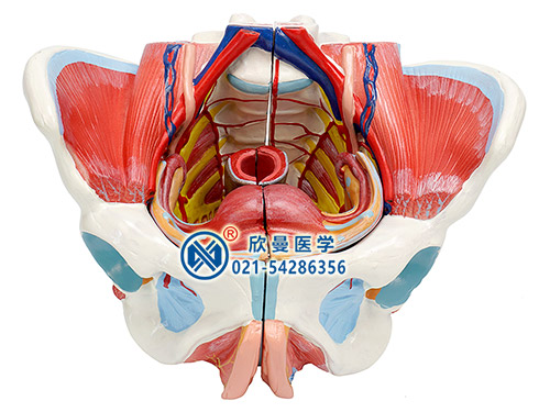 女性骨盆附生殖器官与血管神经模型