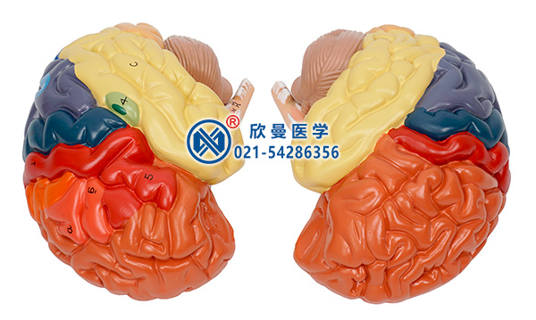 大脑皮质分区模型(分解为2部件)