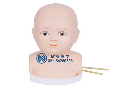婴儿头部注射模型