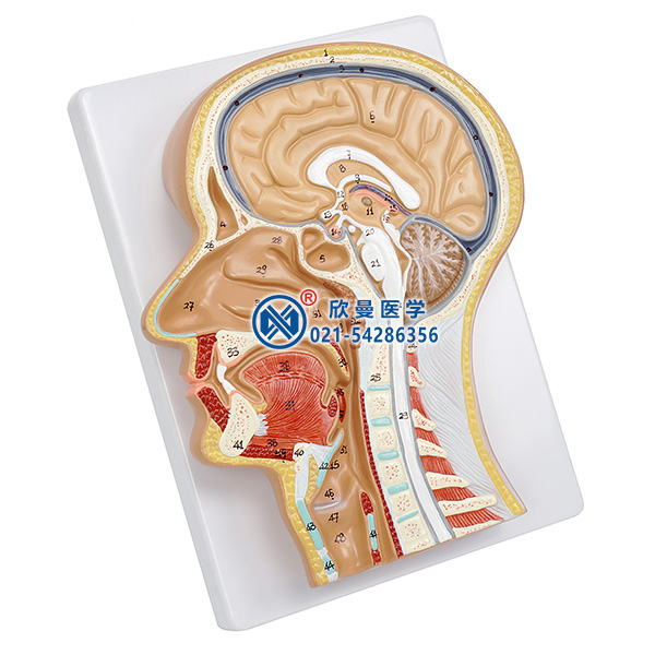 头部正中矢状切面模型整体结构