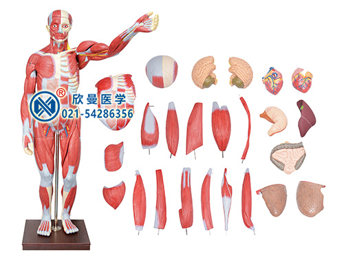 XM-302人体全身肌肉解剖附内脏器官模型,人体肌肉模型