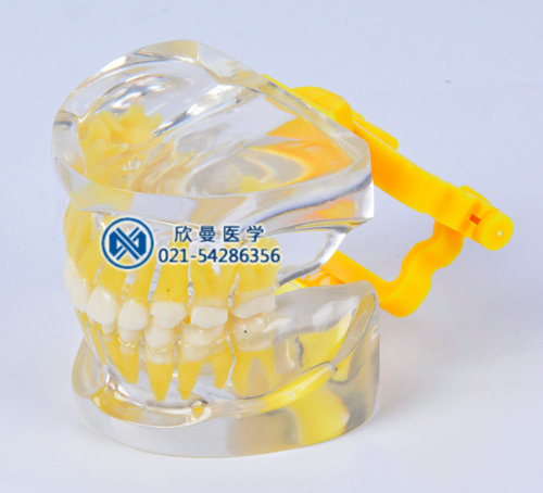 透明乳牙发育模型