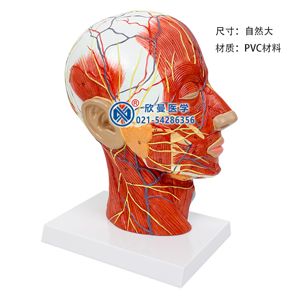 头部正中矢状切面附血管神经模型