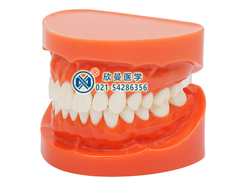 XM-903标准全口牙模型