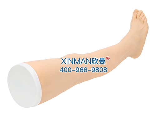 XM-ZCTC针灸腿部训练模型,下肢腿部针刺扎针练习模型