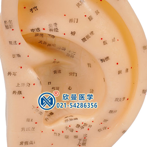 耳针灸穴位模型细节