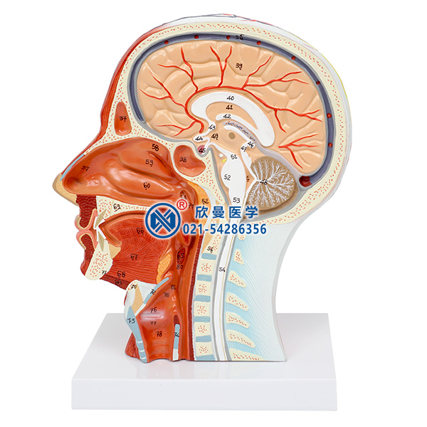 头部正中矢状切面附血管神经模型侧面结构