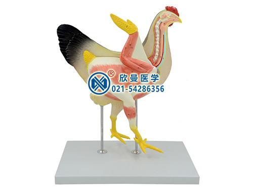 XM-S203母鸡解剖模型,家禽动物解剖模型