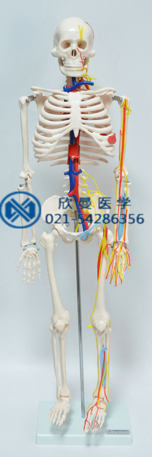人体骨骼带神经与血管模型正面结构特征