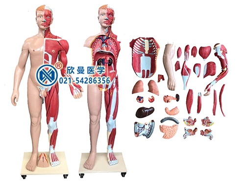 人体全身层次肌肉附内脏解剖模型