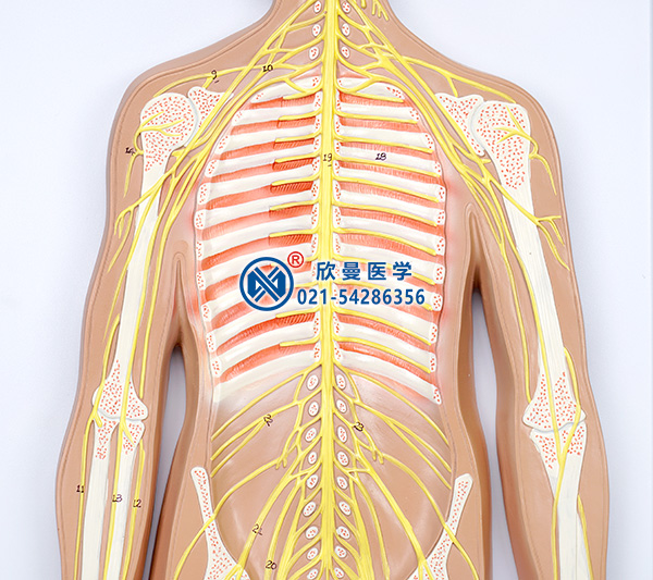 人体神经系统模型(上半身神经分布)