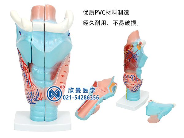 喉软骨模型（咽喉解剖模型）