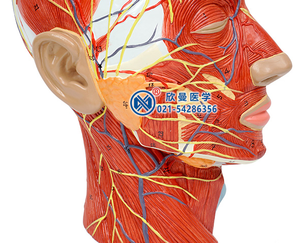 头部正中矢状切面附血管神经模型(颈部血管神经)
