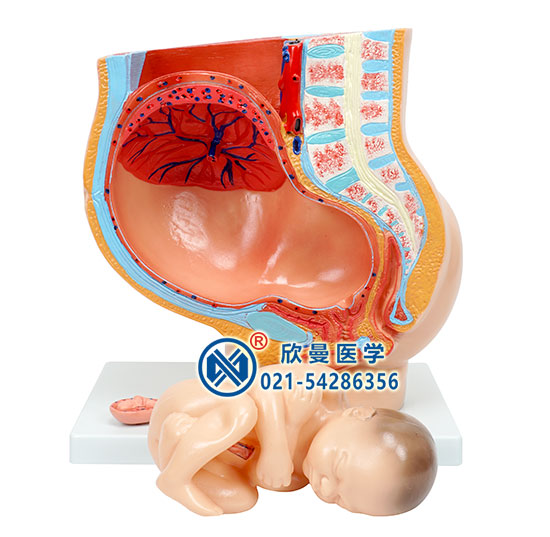 骨盆含妊娠九个月胎儿模型1