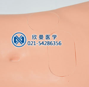 模型穿刺部位特征