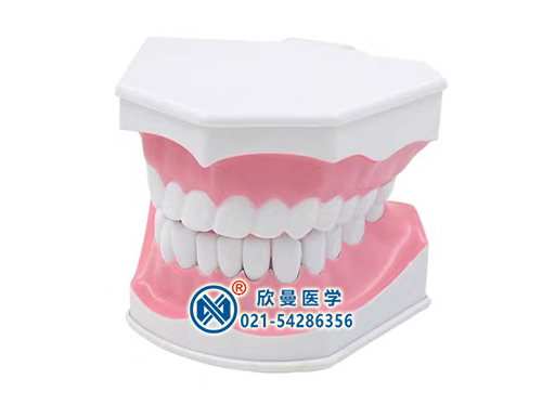 XM-K2口腔牙齿护理模型,牙保健模型