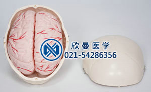 头颅骨带脑动脉模型的动脉分布情况