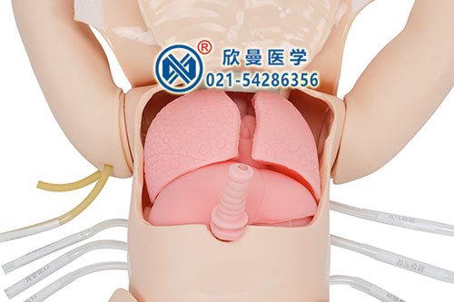 胸腹腔重要器官结构观察