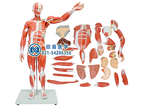 人体全身肌肉附内脏模型整体结构