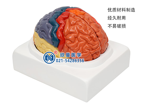 大脑皮质分区模型
