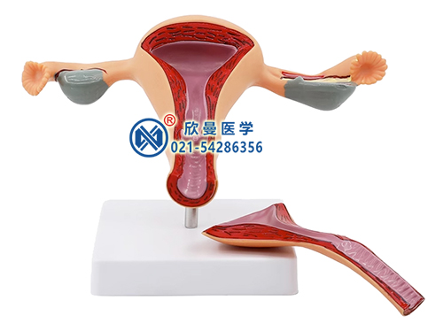 子宫解剖模型