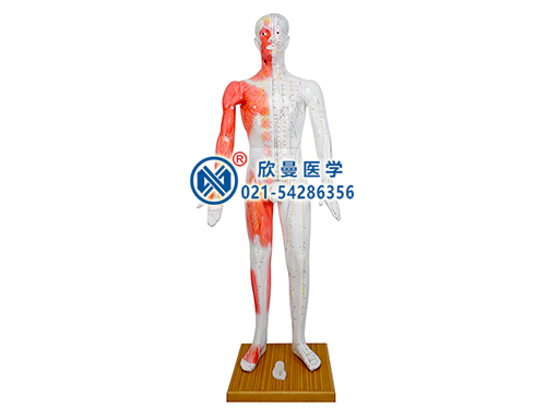 人体针灸模型_标准人体针灸穴位模型_上海欣曼科教设备有限公司