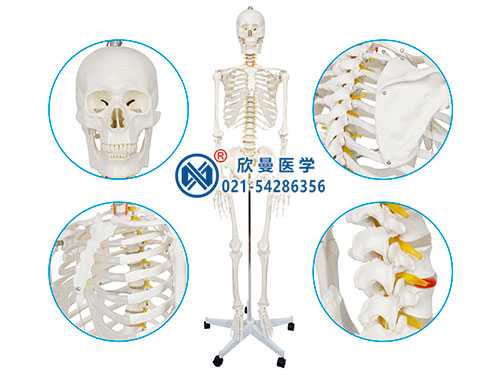 男性全身人体骨骼模型_上海欣曼科教设备有限公司