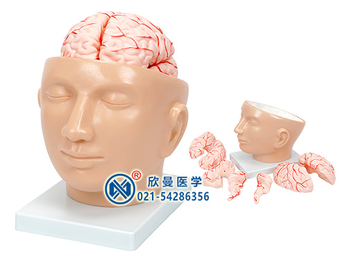颅脑模型