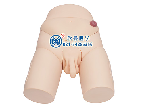 XM-ZD1高级男性导尿操作训练模型
