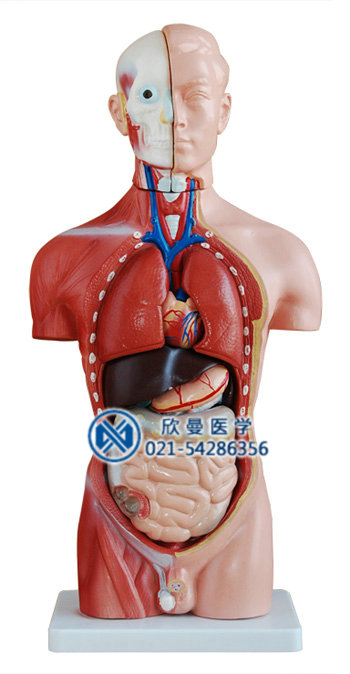 男性头、颈、躯干模型整体结构