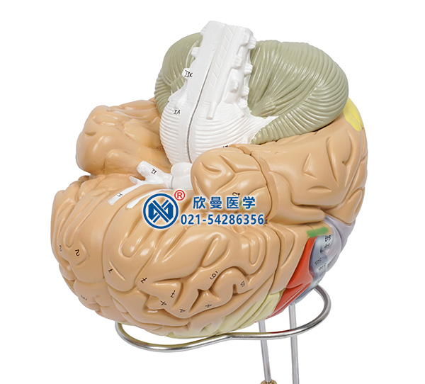 脑解剖模型整体构造2