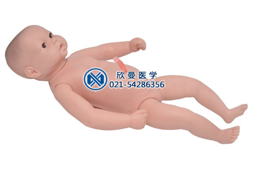 高级出生婴儿附脐带模型