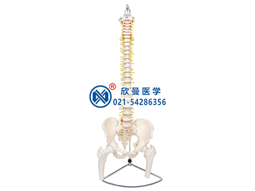 脊柱带骨盆与股骨头模型