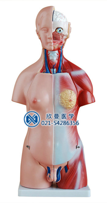 两性人体头、颈、躯干模型整体结构