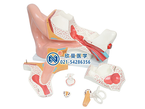 耳(外、中、内)解剖放大模型