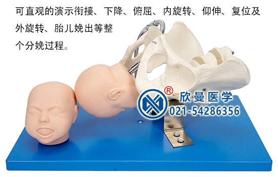 带有胎儿头的骨盆模型3
