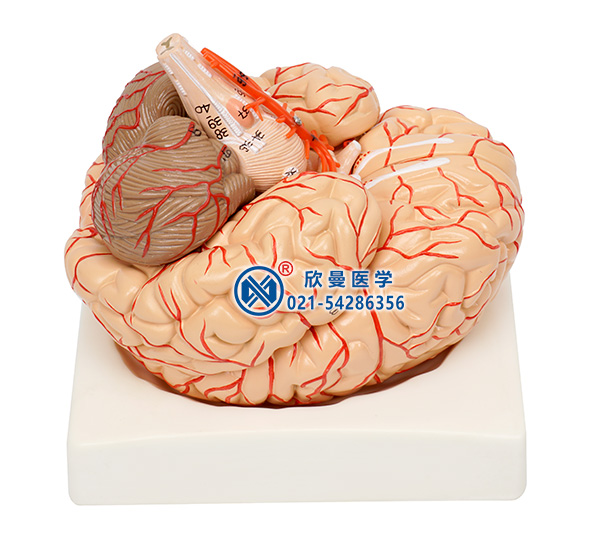 脑及脑动脉模型整体构造