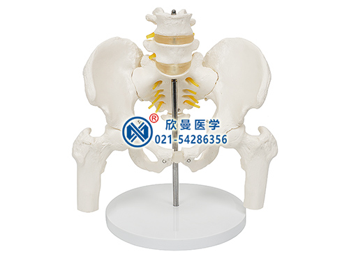 骨盆附腰椎与股骨头（半腿骨）模型