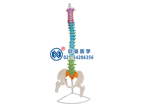 彩色脊柱带骨盆与股骨头(半腿骨)模型
