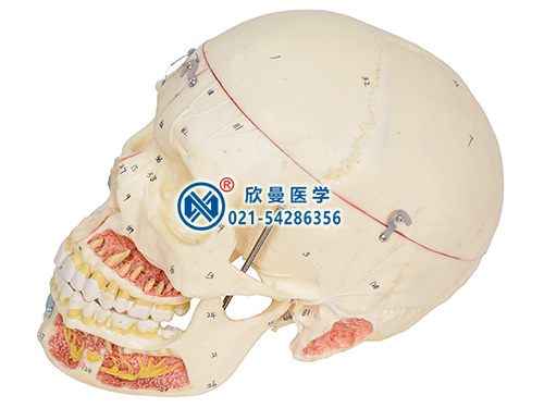 头颅骨附血管神经模型