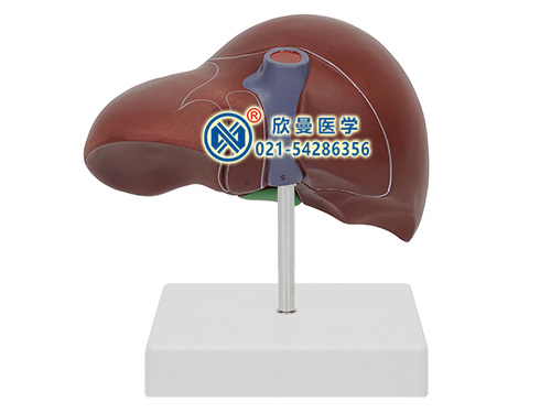 肝脏模型