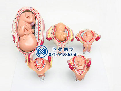 XM-804人体胚胎发育模型