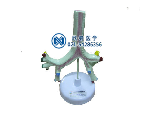 气管、支气管及肺段支气管模型
