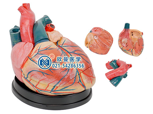 医学人体心脏解剖放大模型