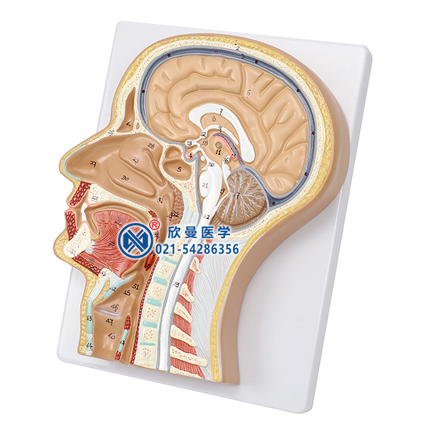 头部正中矢状切面模型