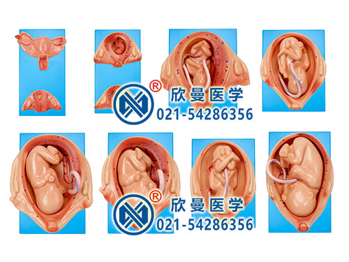 XM-803妊娠胚胎发育过程模型,人体胚胎发育模型