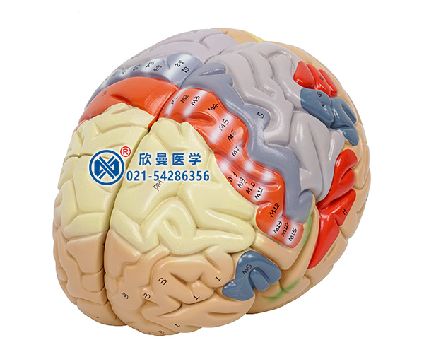 脑解剖模型整体构造
