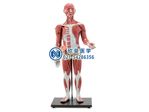 人体全身肌肉解剖附内脏器官模型